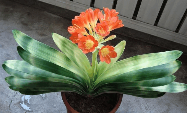 养花总是养不活? 不是你照顾不周, 是这4种花真的公认“难养”