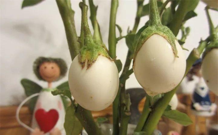 树上长鸡蛋? 一株结果30个, 邻居都来要种子!