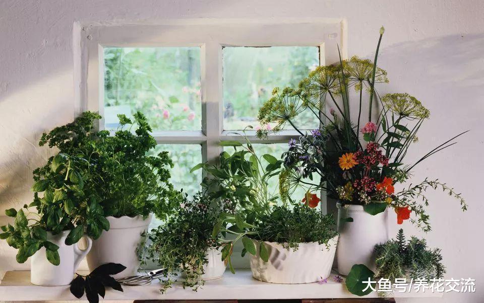 养护薄荷、百里香等香草植物需要注意的10个事项