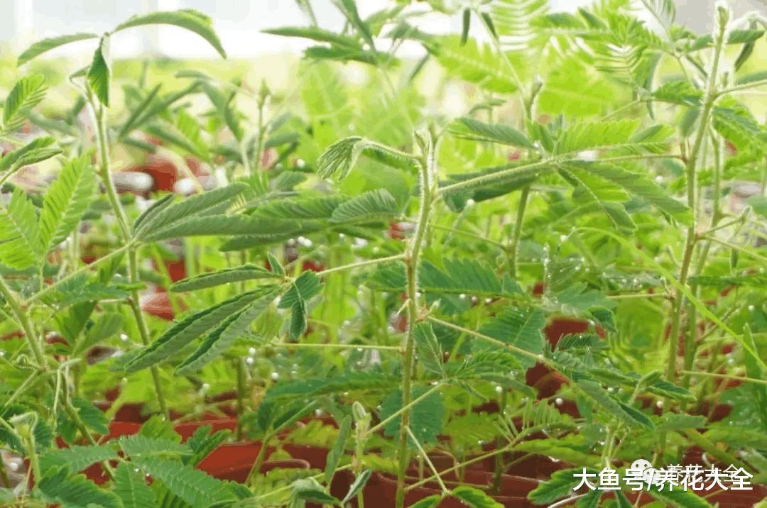 这花一碰就缩叶子, 家里有小孩的, 最适合养一盆了!