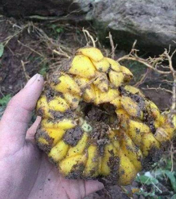 农村老汉山上挖出黄色“大蒜”。经专家鉴定, 老汉乐开了花。