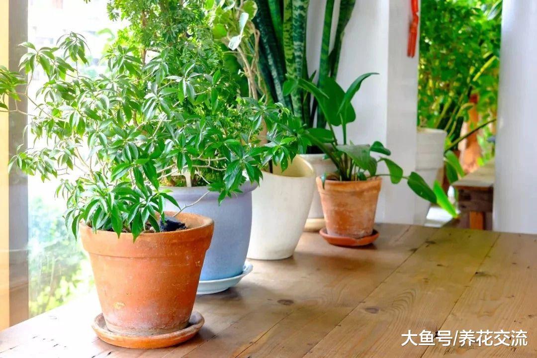 6种令人惊叹的室内净化空气植物, 养在家里可去除各种有害气体