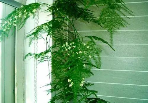 想要夏季凉爽? 开空调不如养这几种植物, 降温效果不要太好哦!