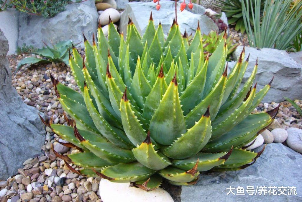 芦荟女王用这些技巧就能在盆栽里养得很好, 还能开出鲜艳的花朵