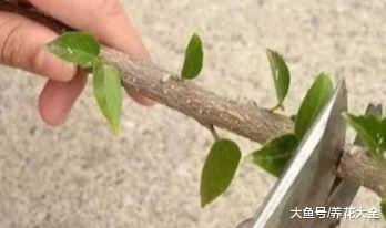 扦插不生根? 那就加点这个, 没想到根芽一起出来了!