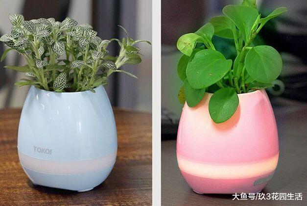 那些智能花盆现在都怎么样了?