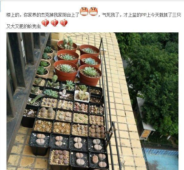 多肉招虫赶紧杀 , 再不管, 3天就死翘翘了!