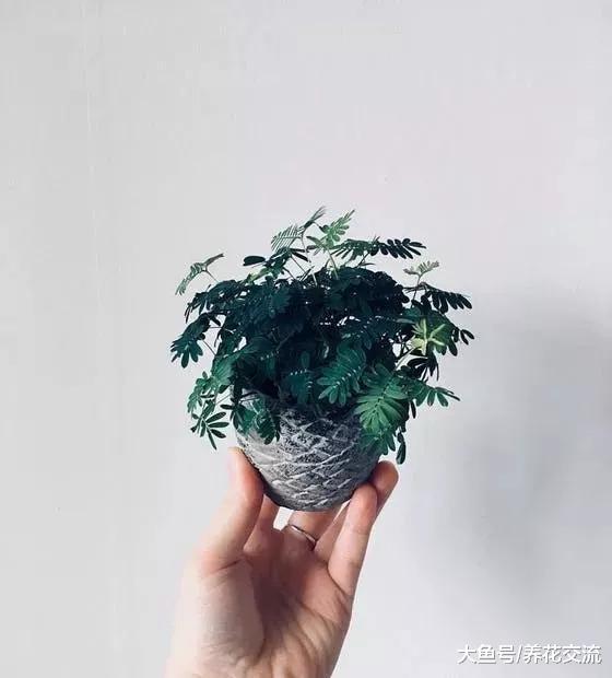 6种长相奇特的室内植物, 有些你都可能没听说过