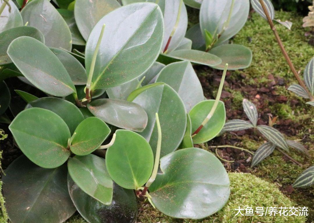 适合摆放在桌面上的椒草盆栽, 植株特别小巧的绿植