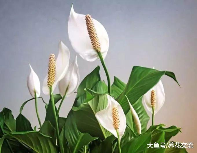 7种家里少不了的净化绿植, 能够清除家中的毒素和空气污染物