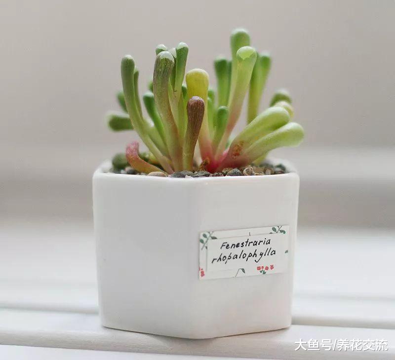 长得像婴儿脚趾一般的五十铃玉, 适合养成窗台上的盆栽
