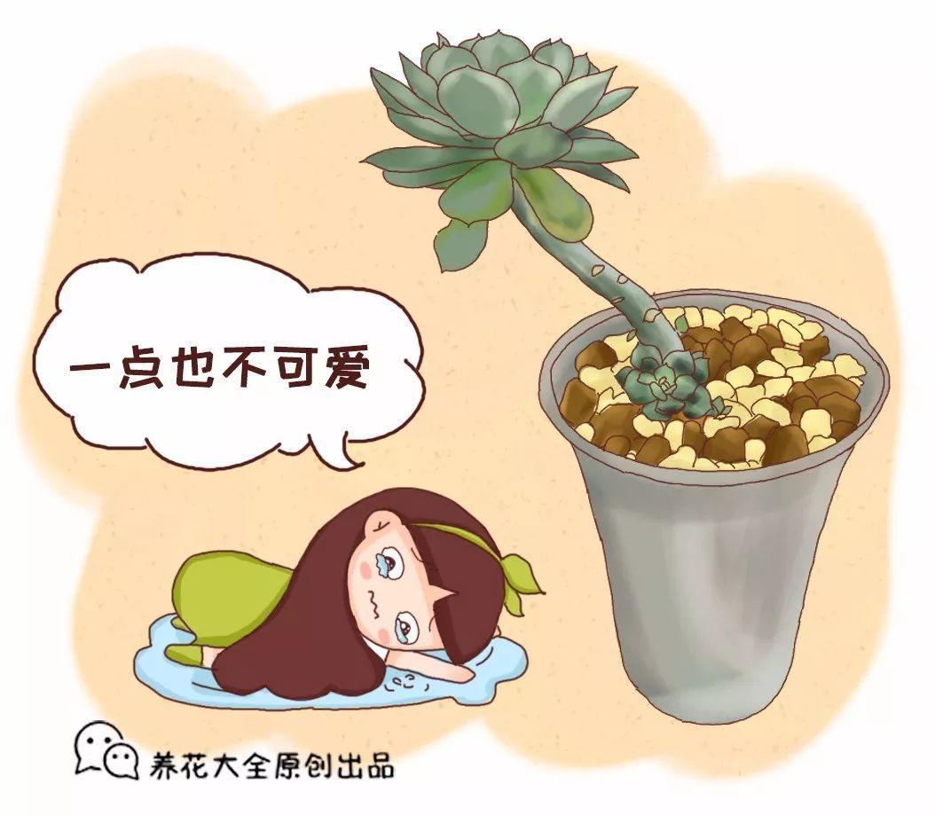 多肉萌妹变身肌肉大汉, 告诉我, 一个夏天你都经历了什么!