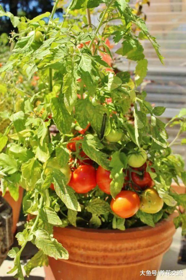 盆栽种植番茄的13个技巧, 能让你的番茄不断结果
