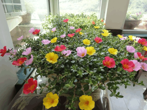 花界也有“养不死”花卉, 1根枝条插土里, 小芽噌噌往外冒!