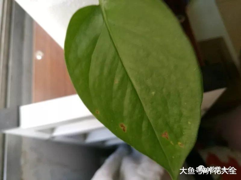过期药膏你别扔! 拿来养花, 叶子油亮不招虫!