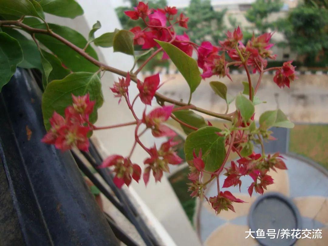 养了几年的三角梅好不容开花, 为啥花苞不断掉落