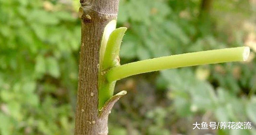 用芽接法轻松嫁接在另外一棵树上, 你要掌握这几点技巧