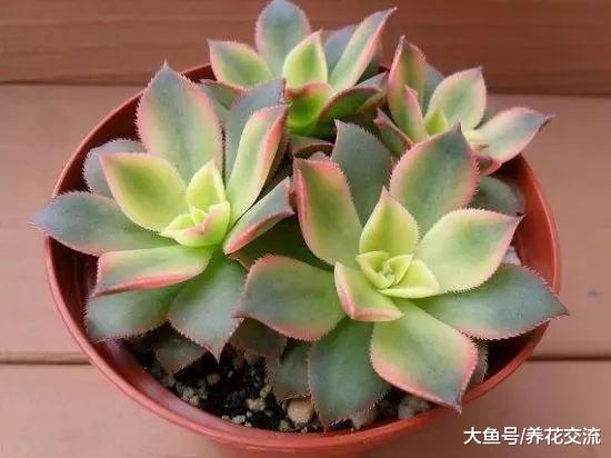 9种特受欢迎的盆栽多肉, 养窗台上就是最佳选择