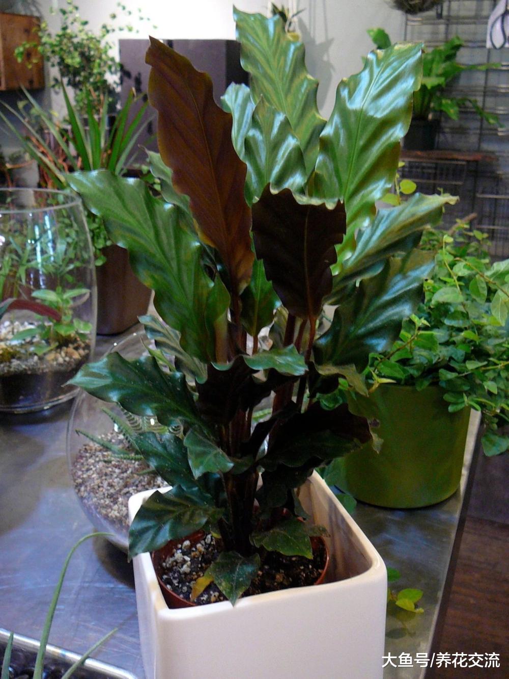 叶子斑斓的观赏竹芋, 只有勤快人才能养好