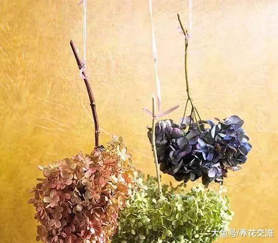 绣球花的插花用这技巧可以观赏两周, 还能制作成迷人的干花