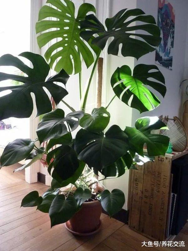 10种养在客厅和会议室的大型盆栽植物, 有的还能长到天花板