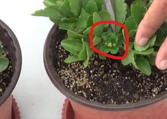 长寿花开败后, 对准枝条“来一刀”, 花能旺盛再开一茬!