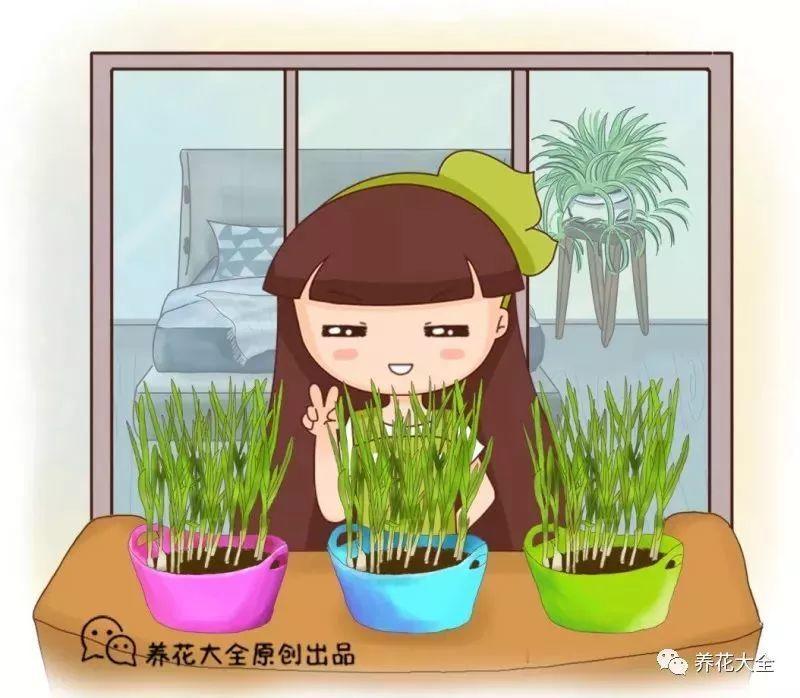家里养盆它, 小毛病全没了, 吃嘛嘛香!