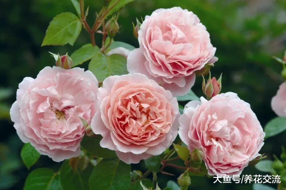 买来的裸根月季花我用这种方法栽种, 几周后恢复得特别好