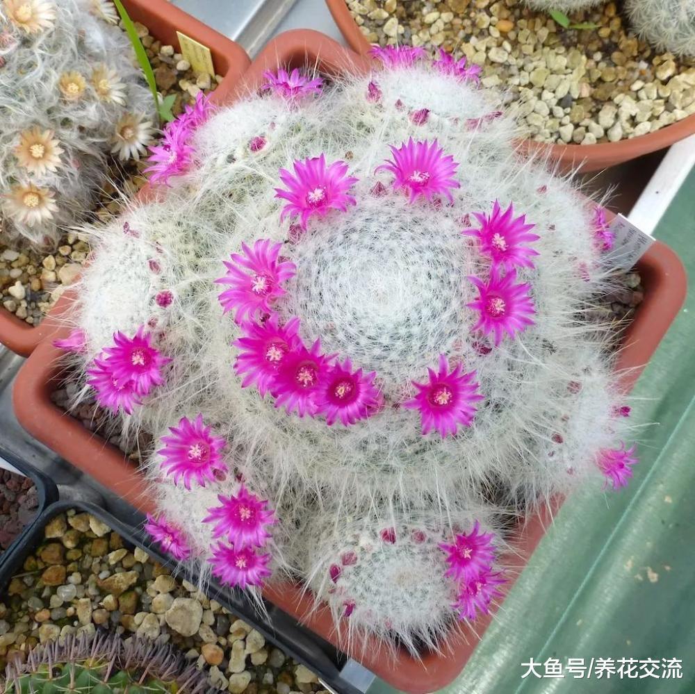 7种长相清奇的室内盆栽仙人掌, 还能在顶部开花艳丽大花