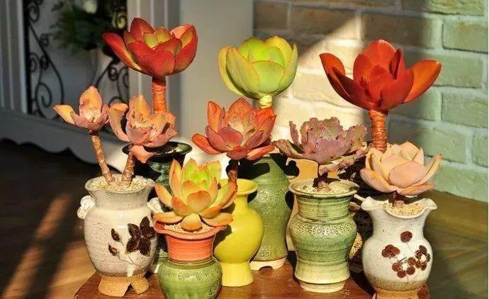 多肉别乱用花盆, 选对颜色, 颜值高了10个档!