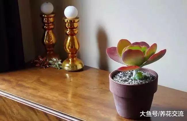 新手养护多肉和仙人掌植物常见的7种错误方法