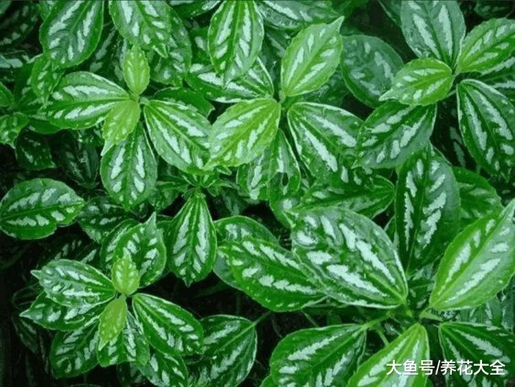 清凉如水之花, 夏季必定要选它!