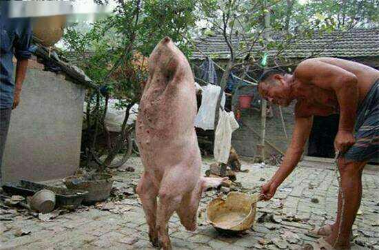 老人养了一头两条腿的猪, 村民感到疑惑, 得知真相后对他佩服不已