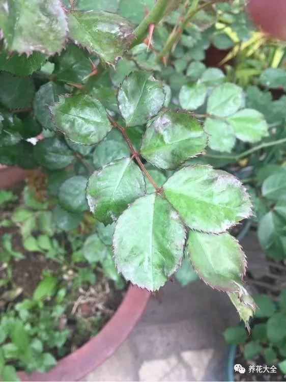 茉莉撒点这个粉, 40℃也能长, 想开几次开几次!