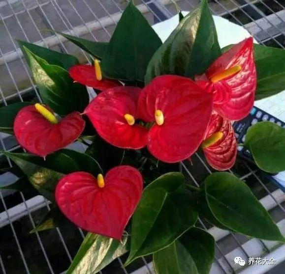 家里的红掌老黄叶? 放在这里养, 一个周就恢复!