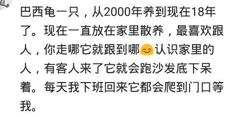 你都养过什么动物? 网友: 小鸡仔养成粘人大公鸡, 成为小区一景