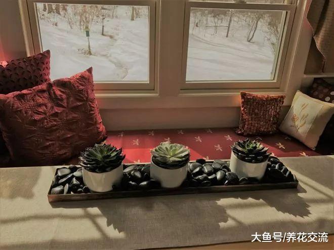 花友们在窗台边布置的小植物园, 小空间也能栽种很多盆栽