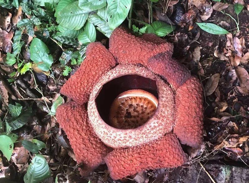 养花就选木芙蓉, 天天变颜色, 养一盆顶三盆!