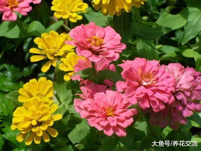 夏秋季节开花灿烂的植物花卉, 养在院子里就特别好