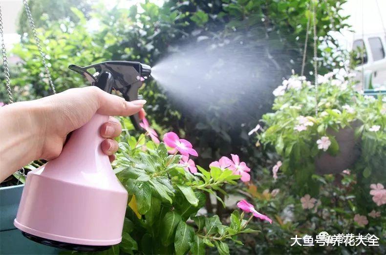 在水里加点这个, 文竹用了呼呼长, 连肥料都省了!