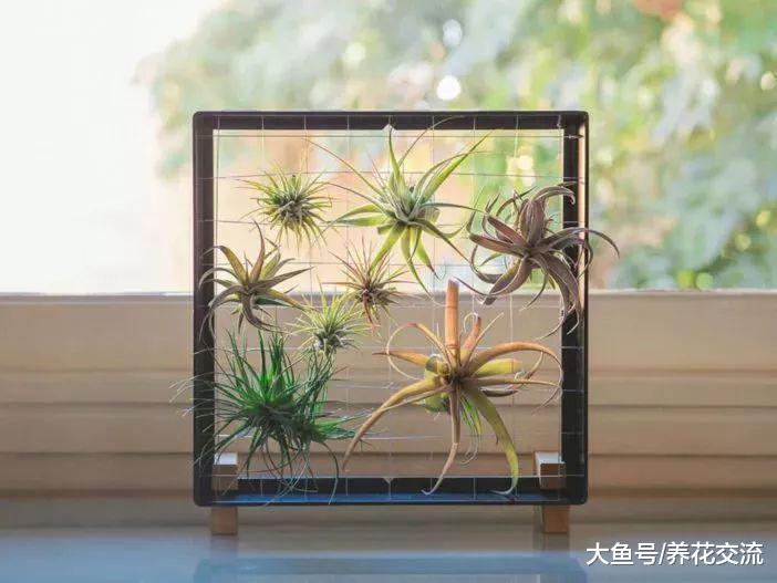 这种植物用绳子挂在空中定期喷水就能活, 还能开出精致的小花