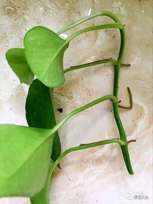 秋天一来, 这“18种”花赶紧扦插, 来年长得枝繁叶茂的