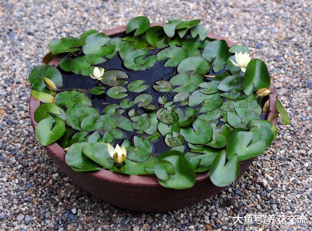 没想到睡莲是这么容易养护的花卉, 北方的朋友也能养水缸里