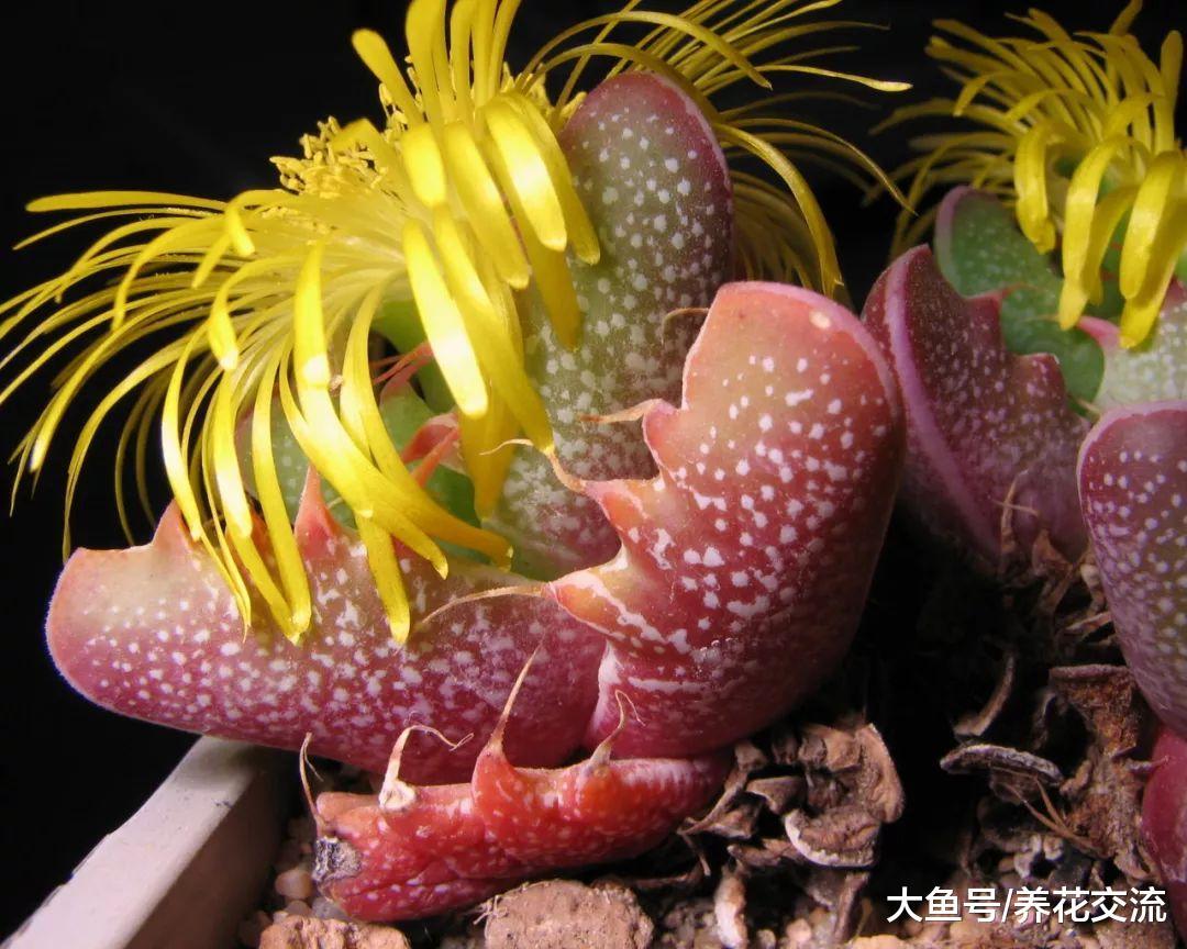 10种特别不寻常的多肉植物, 种在阳台上朋友都认不出一两种