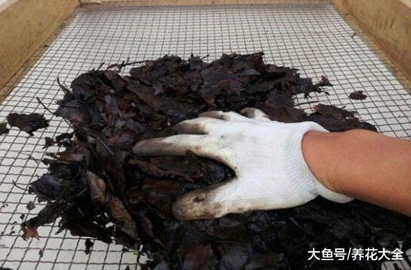 教你自制酸性土壤, 给栀子花用了, 花苞再也不掉了!