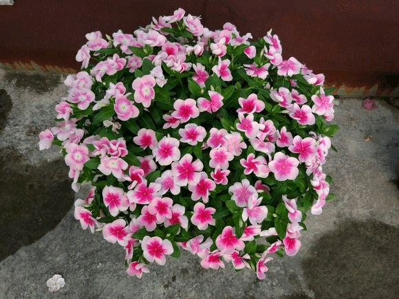 长春花一摘芽, 三枝可以变五枝, 花开的能挡叶!