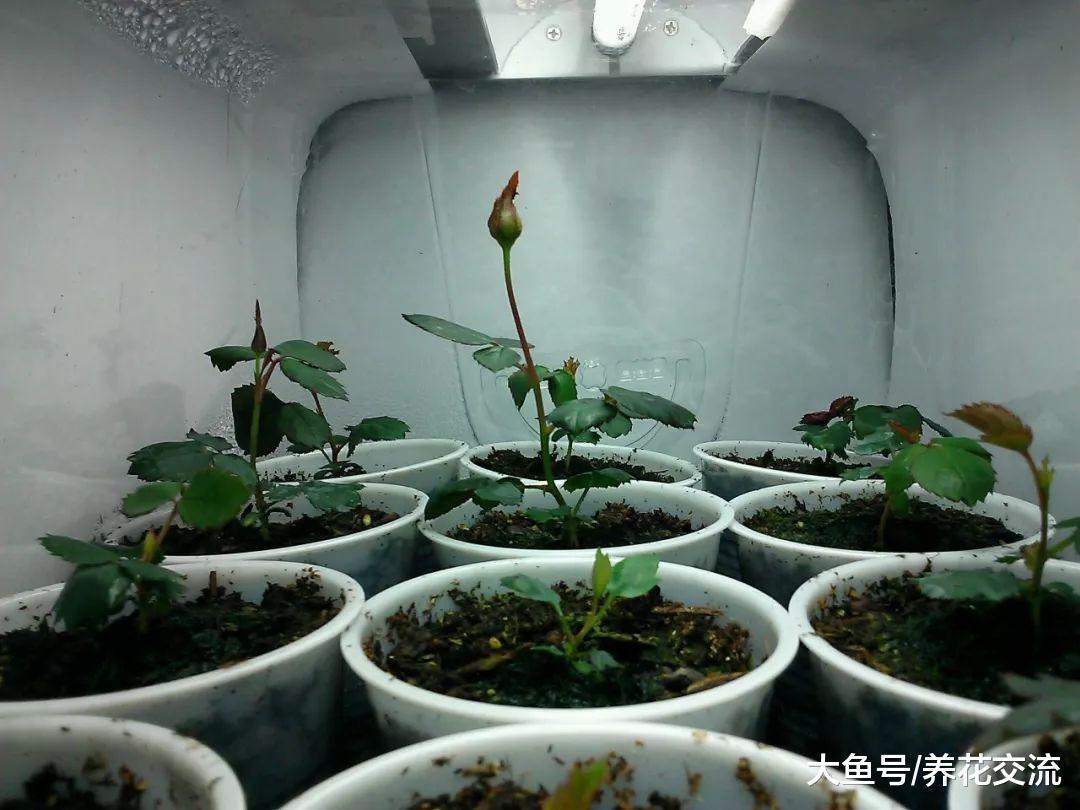 月季花的高枝压条繁殖的技巧, 如何更好繁殖月季