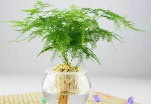 自己文竹怎么样都是叶子发黄, 落叶, 看看别人家都是怎么养的!