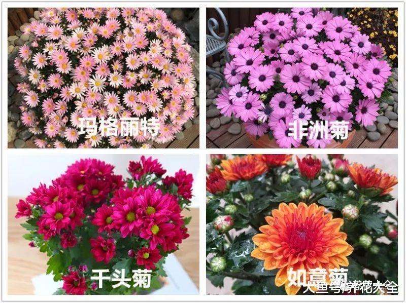 在家养一盆柠檬香蜂草, 好看又好吃, 还能防蚊虫!