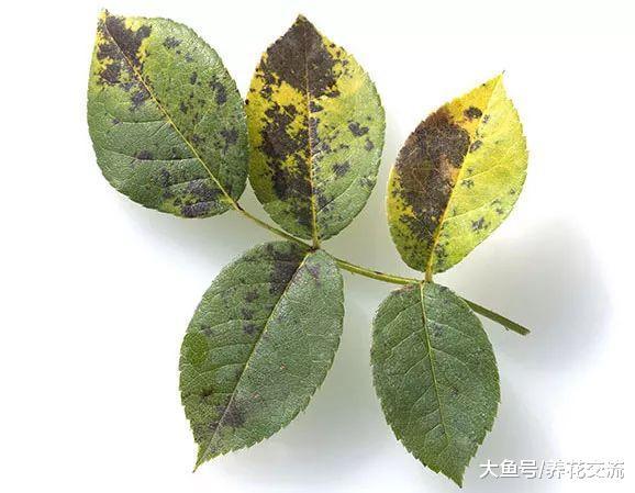 月季花有药罐子的称号, 常见的黑斑病用这些技巧能轻松处理